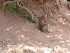Macaque d’Ouzoud Haut atlas central ouzoud2 mini